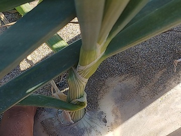 合同会社図南の翼農園-3