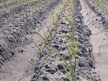 合同会社図南の翼農園-top