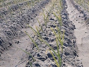 合同会社図南の翼農園-top