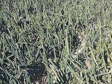 合同会社図南の翼農園-2