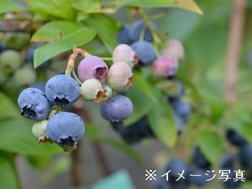 福島県猪苗代町×種苗/法人【42986】-2