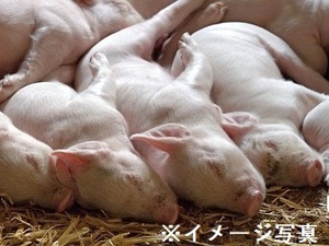 群馬県渋川市×養豚/法人【42985】-top
