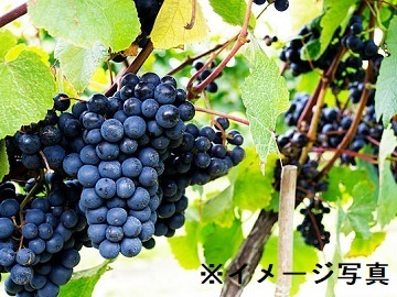 北海道×果樹/法人【42987】-1