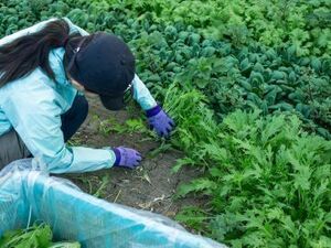 島根県浜田市×野菜・稲作/法人【42988】-top