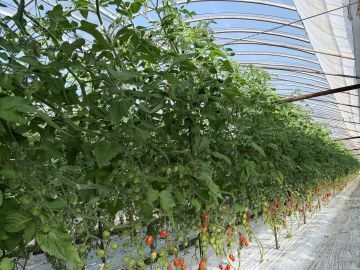 そらとま農園-6