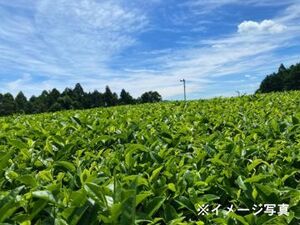 鹿児島県志布志市×お茶・露地野菜/法人【42997】-top