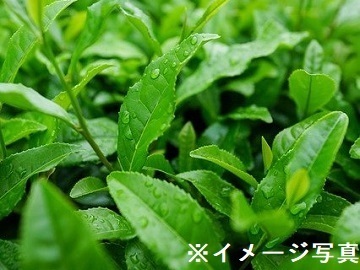 鹿児島県志布志市×お茶・露地野菜/法人【42997】-1
