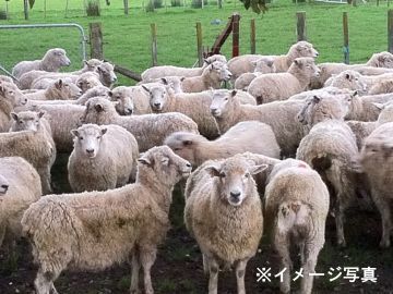 北海道千歳市×酪農・めん羊/法人【43000】-top