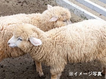 北海道千歳市×酪農・めん羊/法人【43000】-2