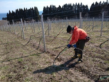 サッポロビール株式会社 北斗ヴィンヤード-2