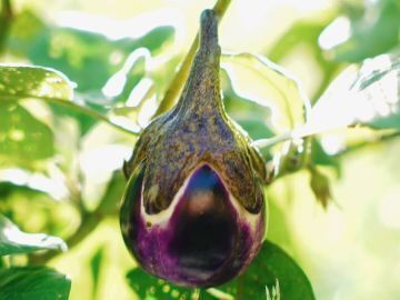 鎌倉山千葉農園株式会社-4