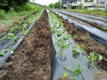 鎌倉山千葉農園株式会社-5