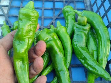 鎌倉山千葉農園株式会社-7