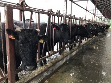 合同会社いわさきファーム-1