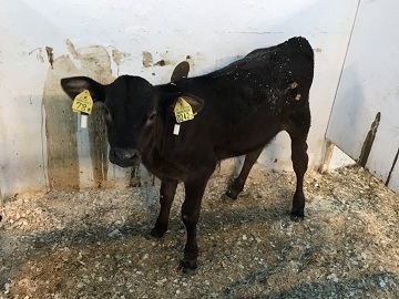 合同会社いわさきファーム-3