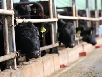 合同会社いわさきファーム-5