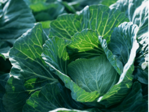 茨城県守谷市×露地野菜/法人【43012】-top