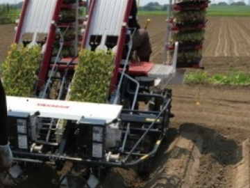 茨城県守谷市×露地野菜/法人【43012】-2