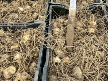 土橋農園(新潟)-2