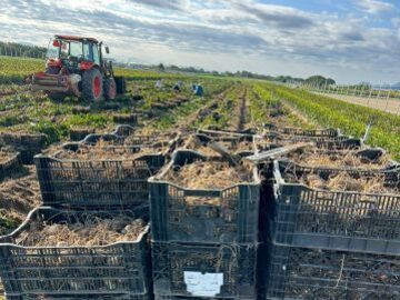 土橋農園(新潟)-6