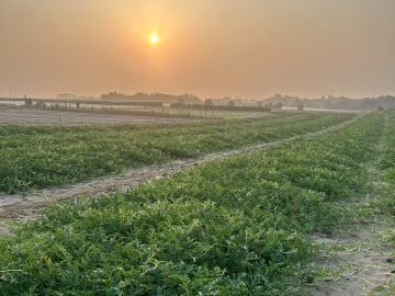 土橋農園(新潟)-8