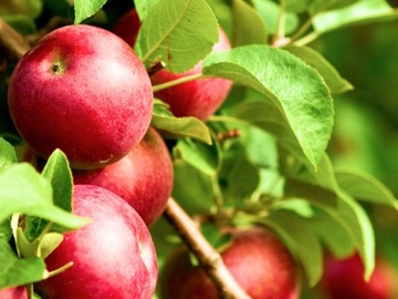 株式会社ファーマインド(出向:りんご生産販売事業会社)【青森県:果樹】-top