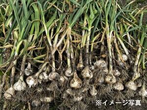 青森県黒石市×水稲・露地野菜/法人【43018】-top