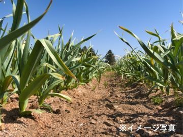 青森県黒石市×水稲・露地野菜/法人【43018】-2