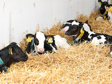 農事組合法人カーフゲート-7