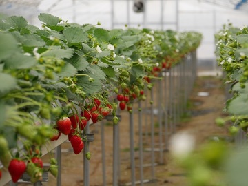 有限会社T&Tナーサリー-3