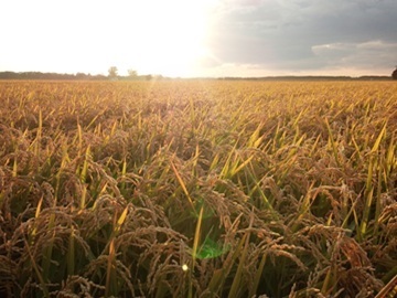 株式会社巴農場-4