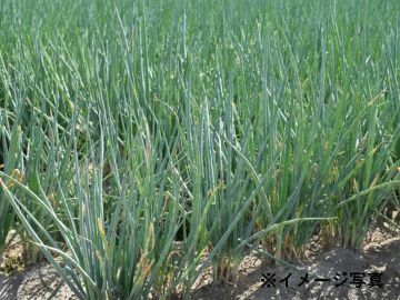 香川県善通寺市×露地野菜/法人【33488】-1