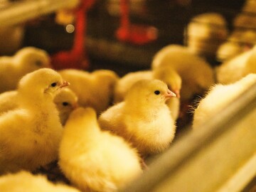 成田市×養鶏/法人【32208】