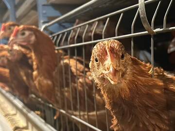 成田市×養鶏/法人【32208】-1