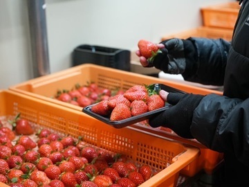 株式会社渋谷(しぶや)農園-7