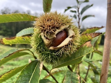 株式会社矢野農園-8