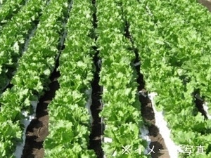 青森県黒石市×露地野菜/法人【43041】-top