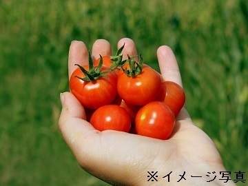 千葉県木更津市×施設野菜/法人【43043】-1
