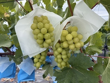 東邦ガス株式会社-7