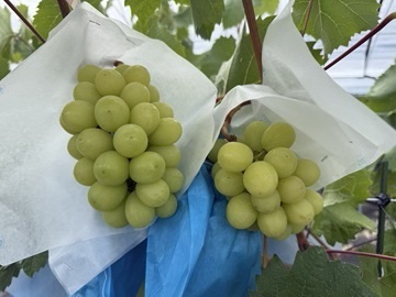 東邦ガス株式会社-2