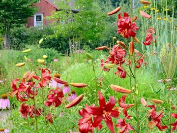 群馬県中之条町 地域おこし協力隊募集(花のまちづくり推進)-5