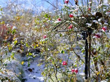 群馬県中之条町 地域おこし協力隊募集(花のまちづくり推進)-6