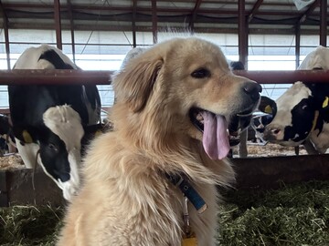 佐藤牧場(富良野)-6