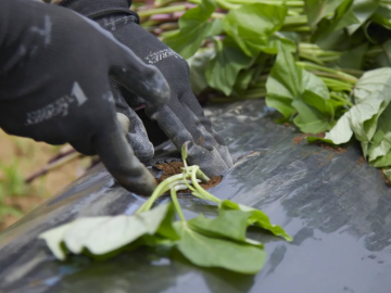株式会社恋する豚研究所-2