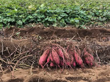 株式会社恋する豚研究所-3