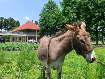株式会社恋する豚研究所-8