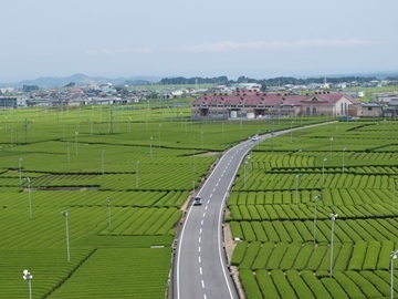 有限会社丸東製茶-3