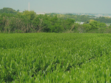 やまも製茶株式会社-6