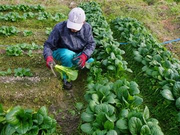 福岡県北九州市×野菜/法人【43057】-2