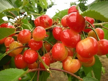 有限会社丸山フルーツ農園-4